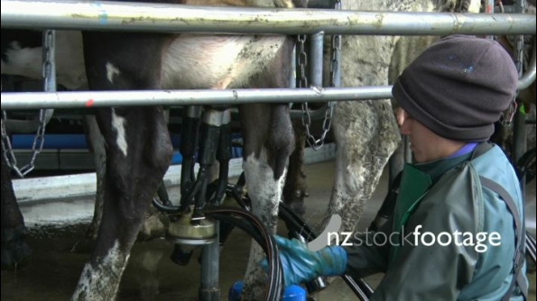 Dairy Farm Milking Shed 1 24814